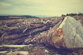 Deforestation Depleted Bamboo Needed By Pandas