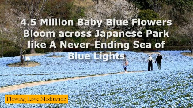 4.5 Million Baby Blue Flowers Bloom across Japanese Park like A Never-Ending Sea of Blue Lights