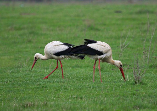 Storks