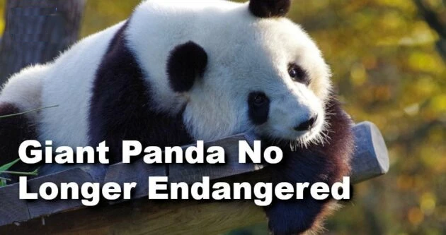 Giant Panda No Longer Endangered
