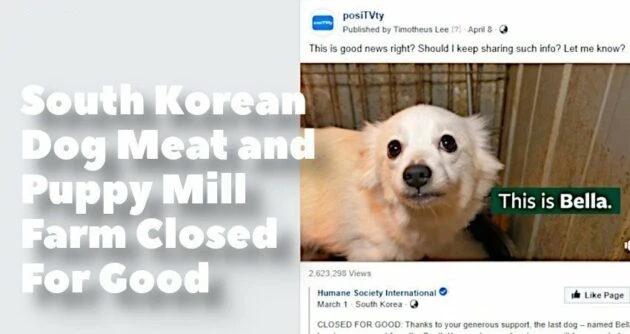 South Korean Dog Meat and Puppy Mill Farm Closed For Good