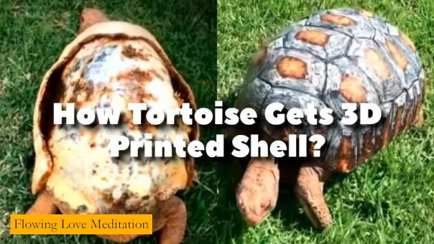 How Tortoise Gets 3D Printed Shell?