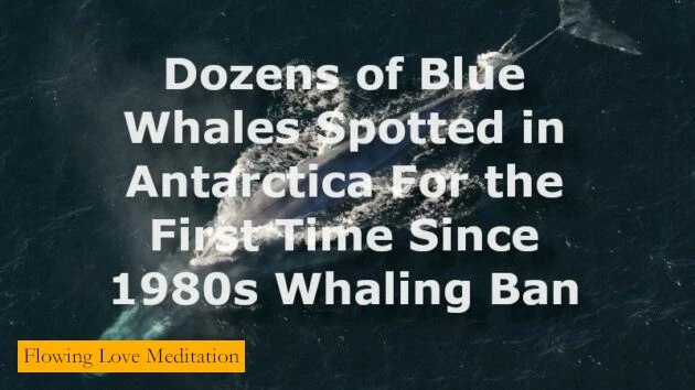 Dozens of Blue Whales Spotted in Antarctica For the First Time Since 1980s Whaling Ban